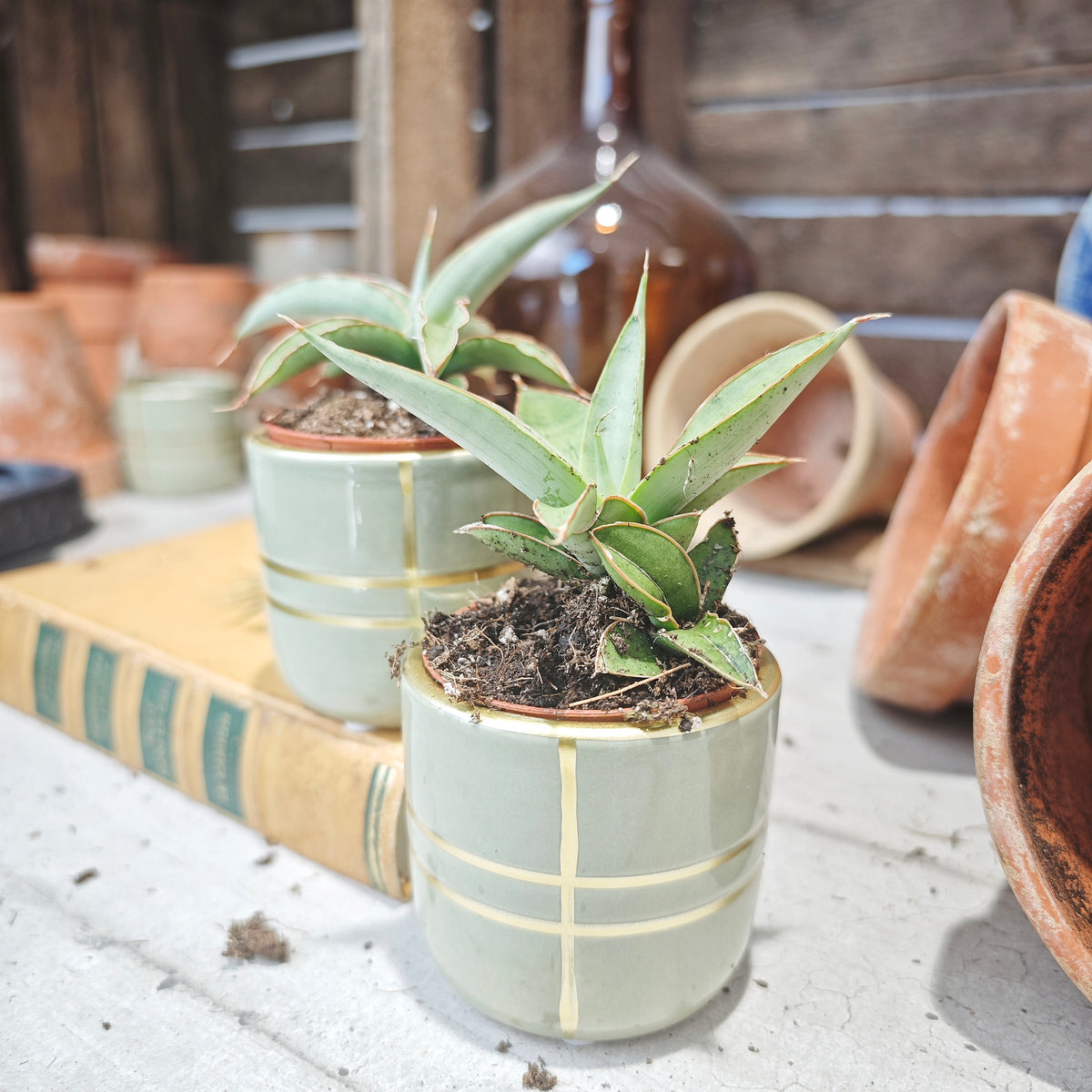 Sansevieria Swan Dancer