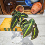 Begonia Listrada