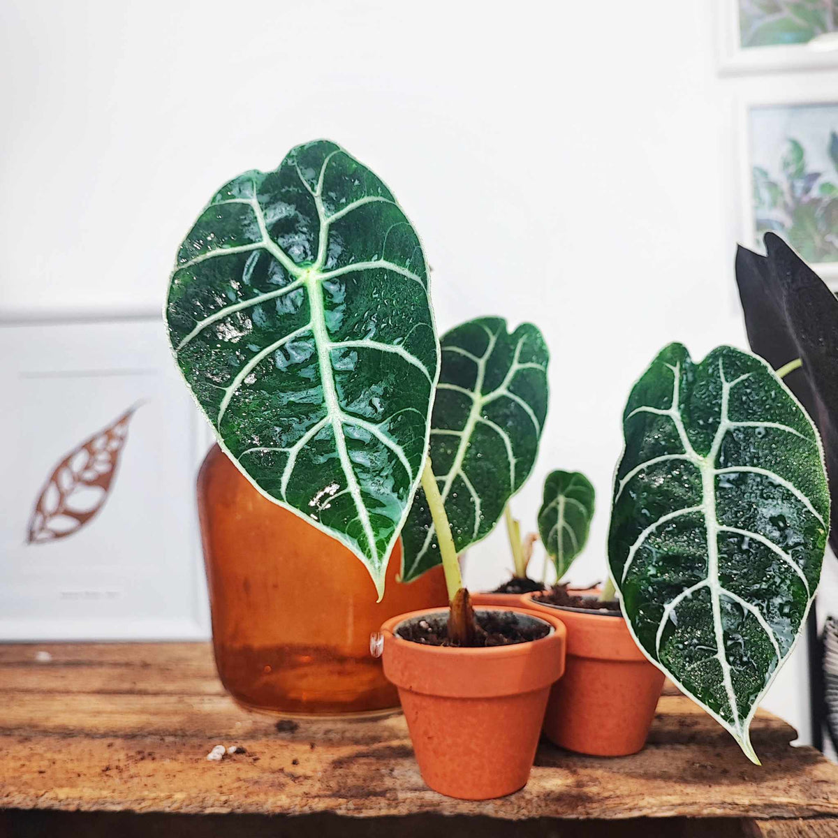 Alocasia watsoniana ripples monjungle