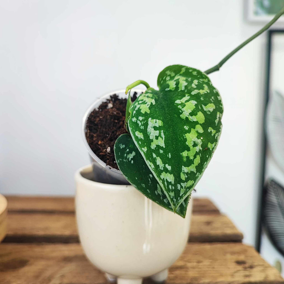 Scindapsus STABILO Tricolore monjungle