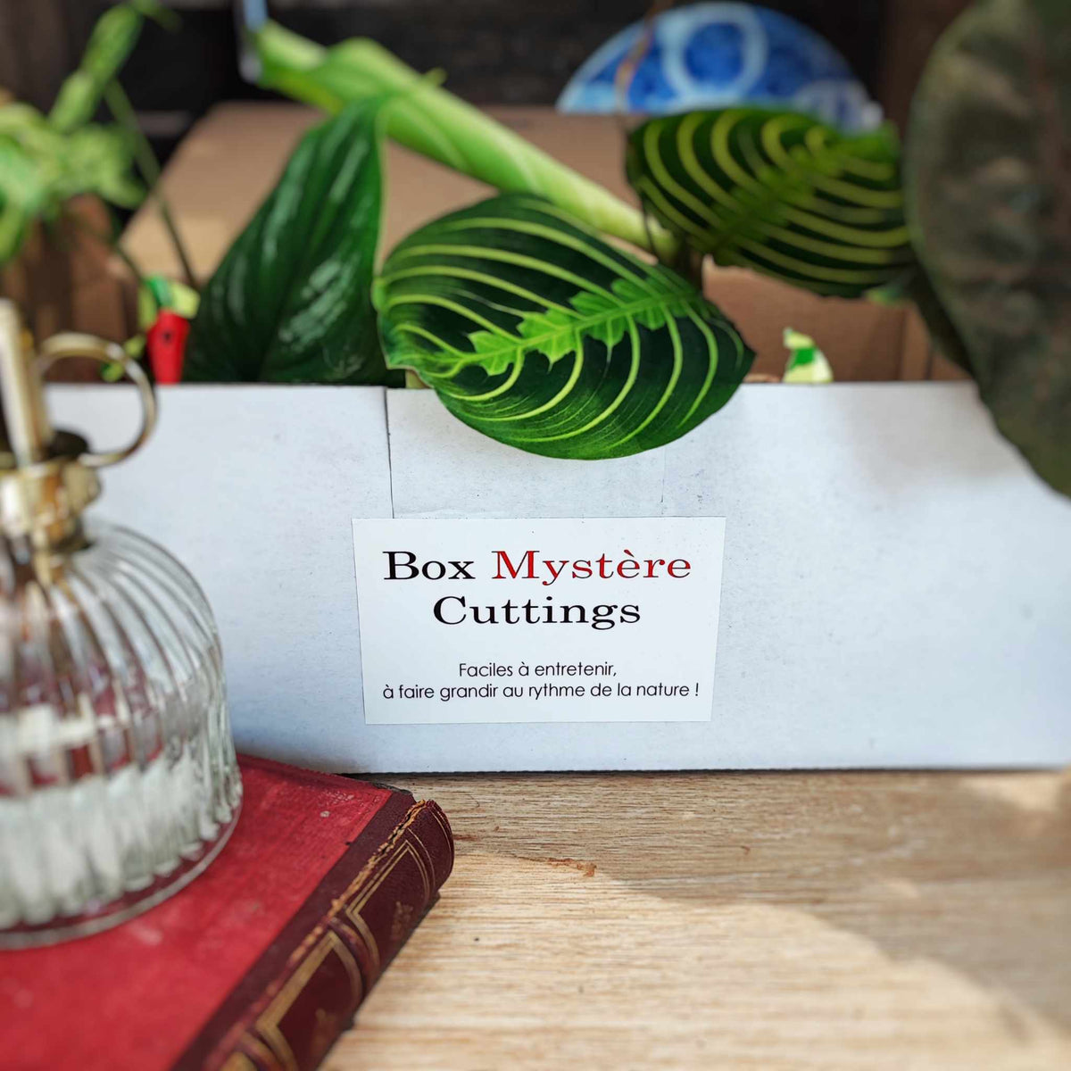 Box mystère plantes cuttings monjungle