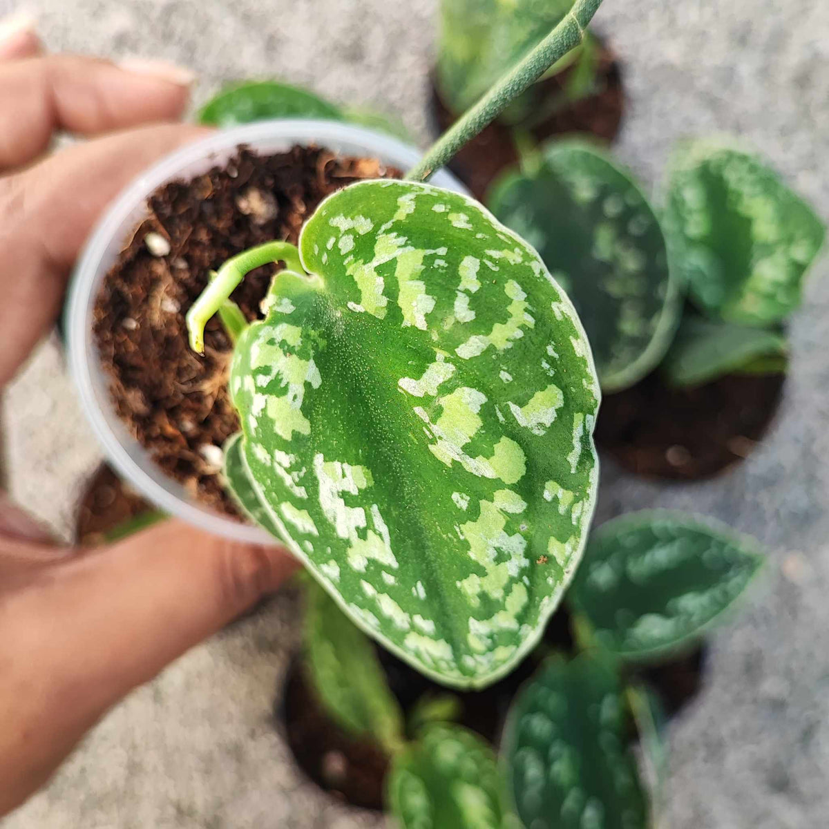 Scindapsus STABILO Tricolore monjungle