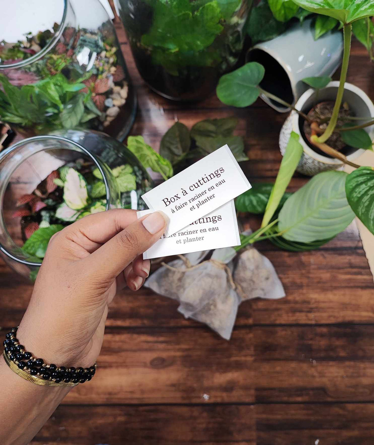 Box mystère plantes cuttings monjungle