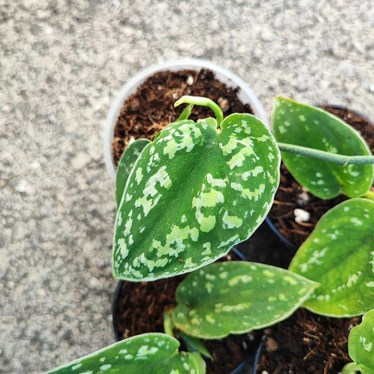 Scindapsus STABILO Tricolore monjungle
