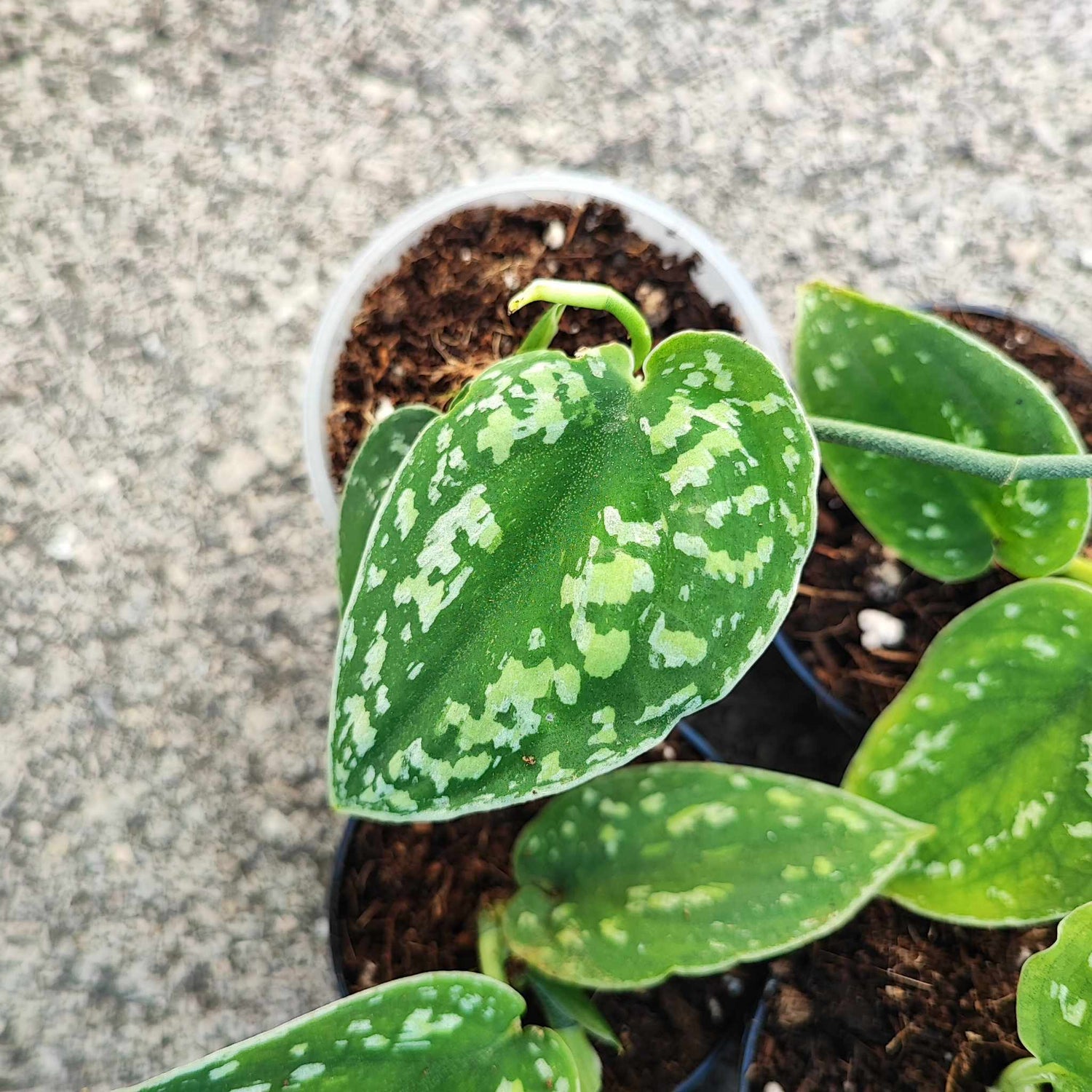 Scindapsus STABILO Tricolore