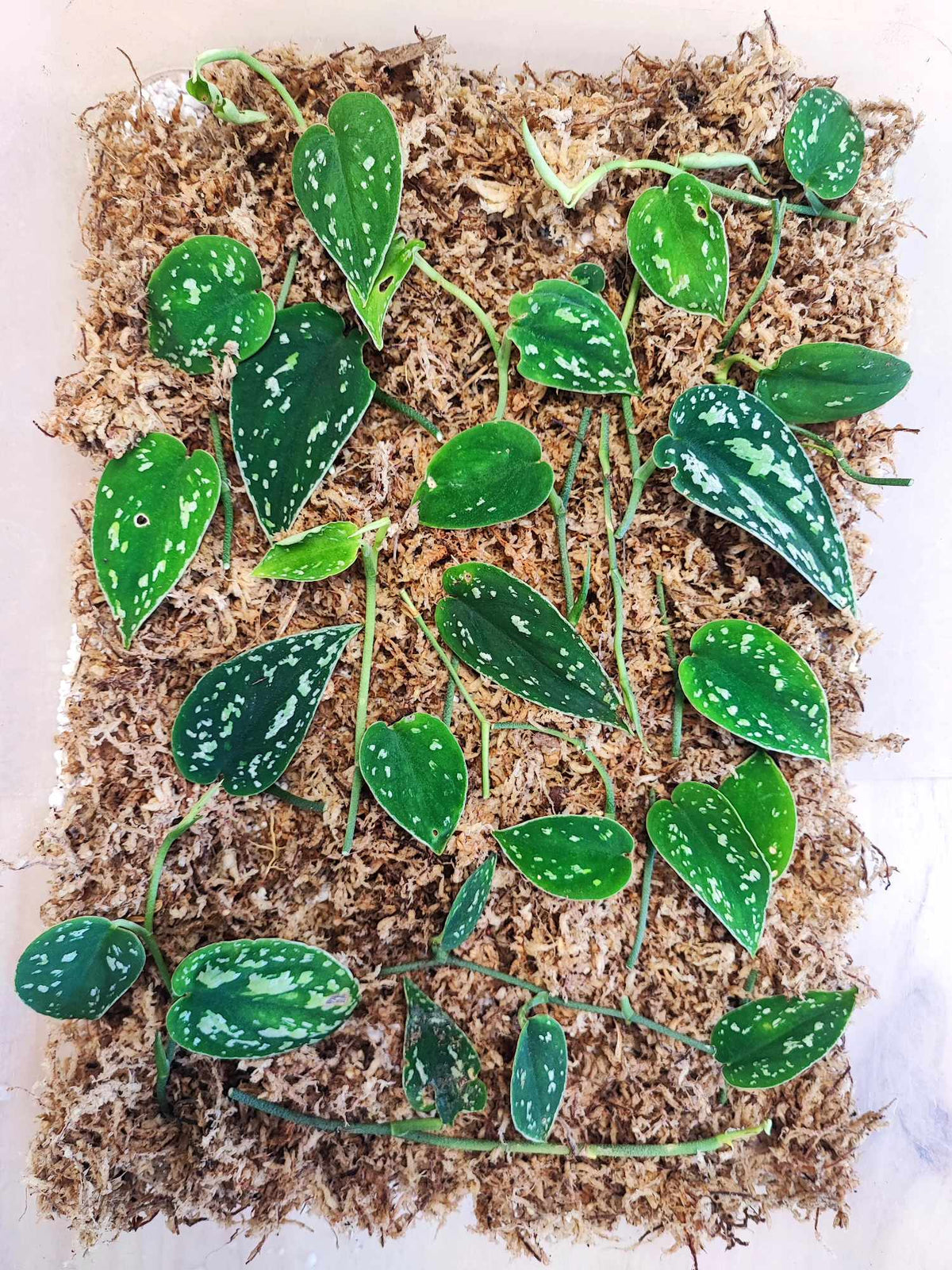Scindapsus STABILO Tricolore monjungle