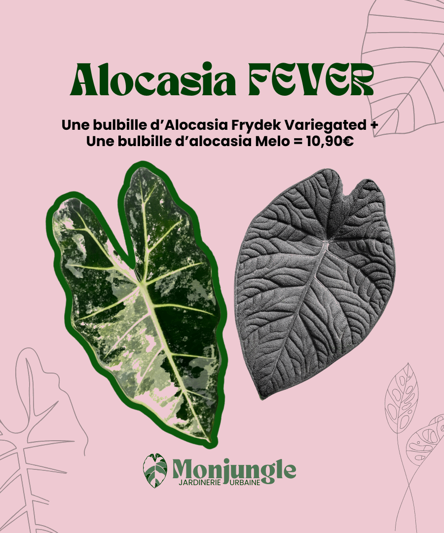 LOT de deux bulbilles d'alocasia Frydek Variegated + Alocasia Melo Dark