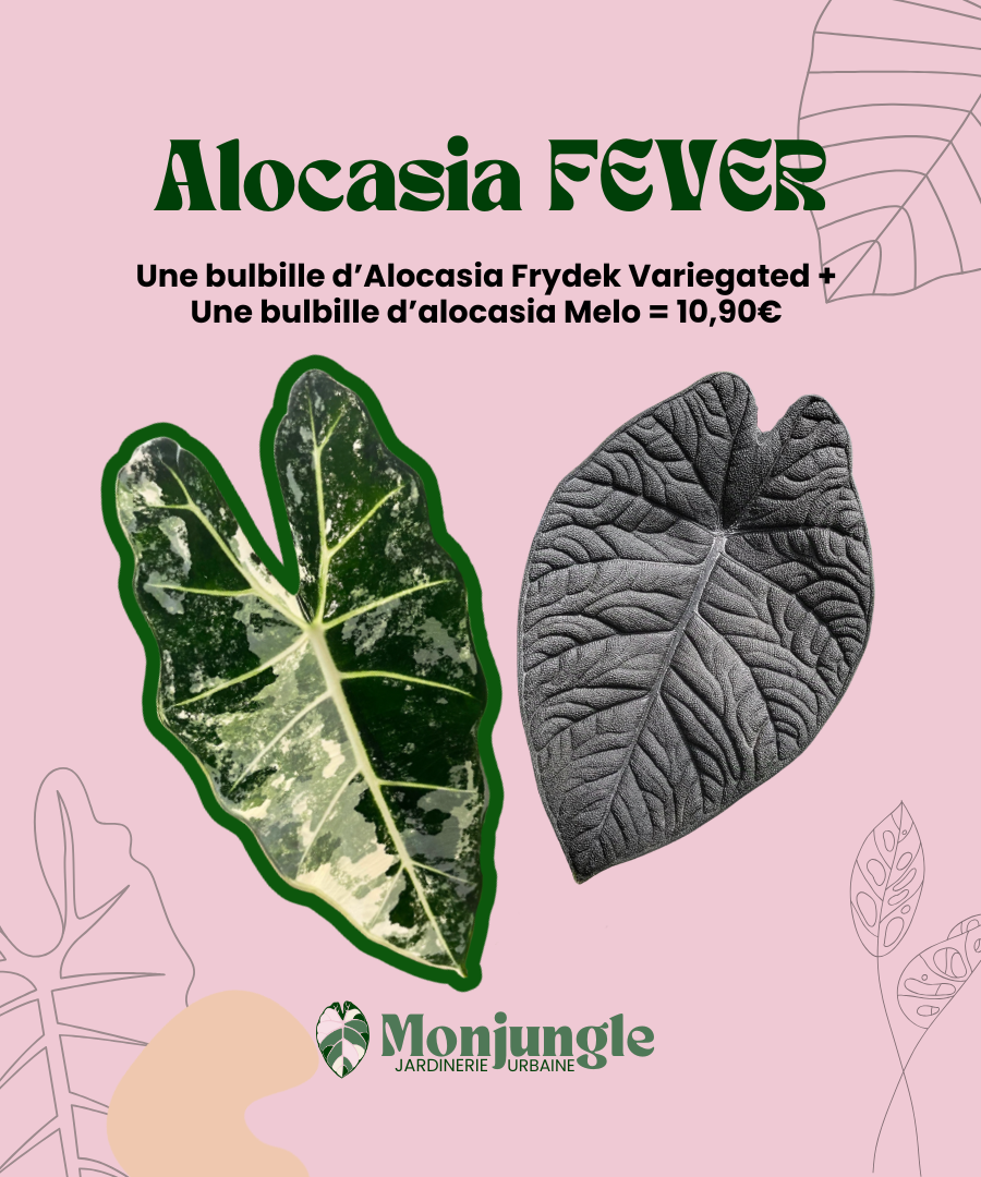 LOT de deux bulbilles d'alocasia Frydek Variegated + Alocasia Melo Dark