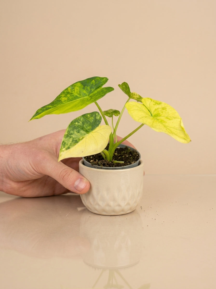 Alocasia Macrorrhiza Aurea Variegata