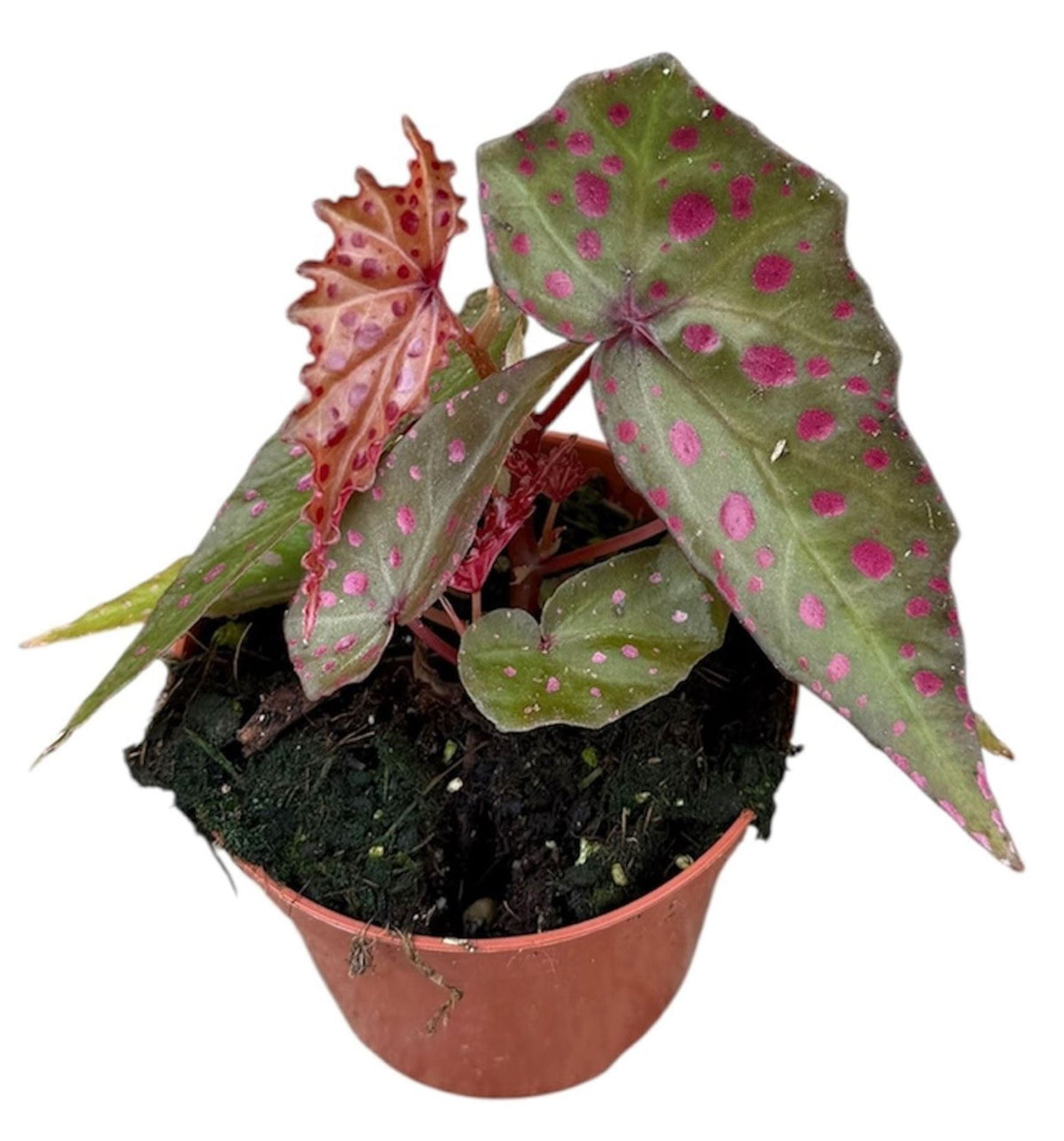 Begonia Amphioxus × Malachosticta – Bégonia hybride rare vert et rouge