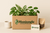 BOX Jungle du Mois – 3 plantes + accessoire surprise - monjungle