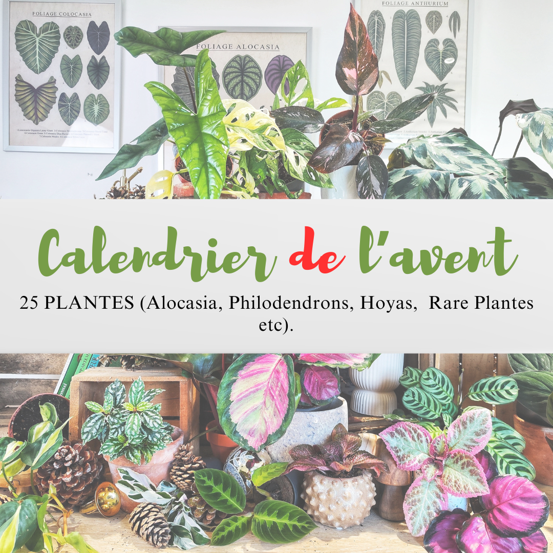 Calendrier de l'AVENT: 25 boutures monjungle