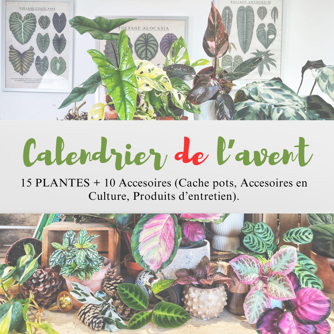 Calendrier de l'avent édition spécial: 15 Plantes et 10 Accesoires monjungle