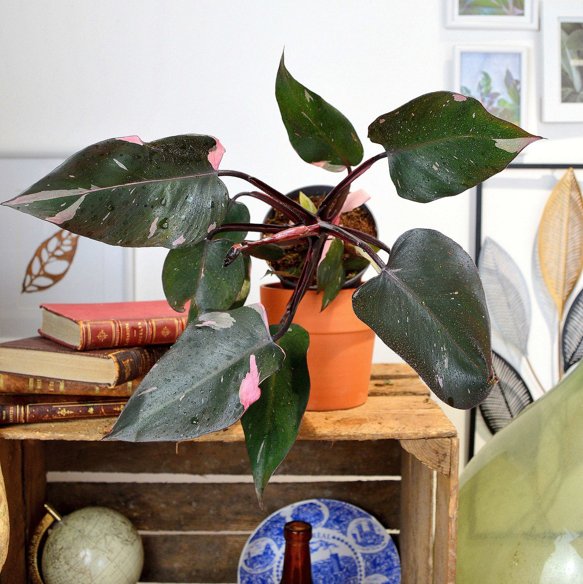 Philodendron BLACK CHERRY princess monjungle