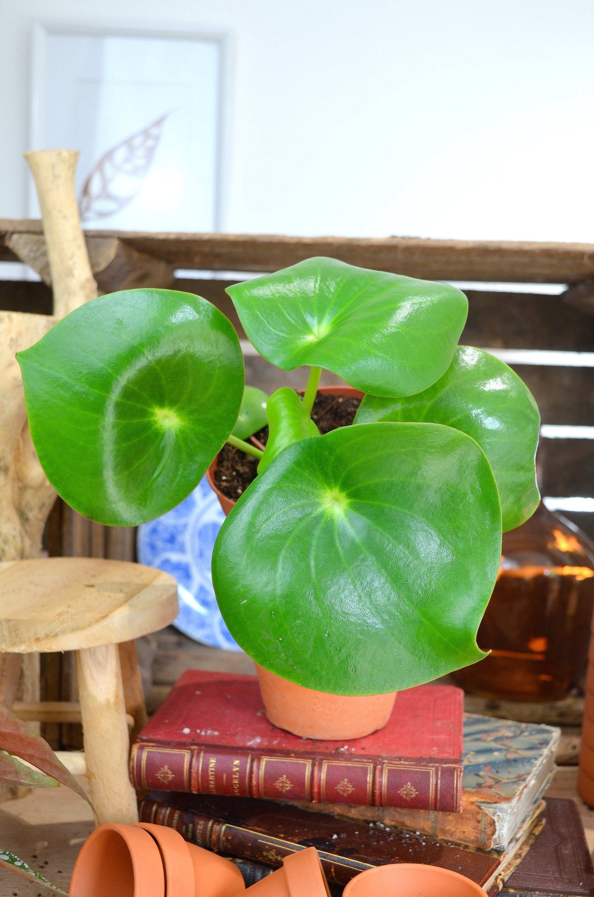 Peperomia Raindrop S monjungle