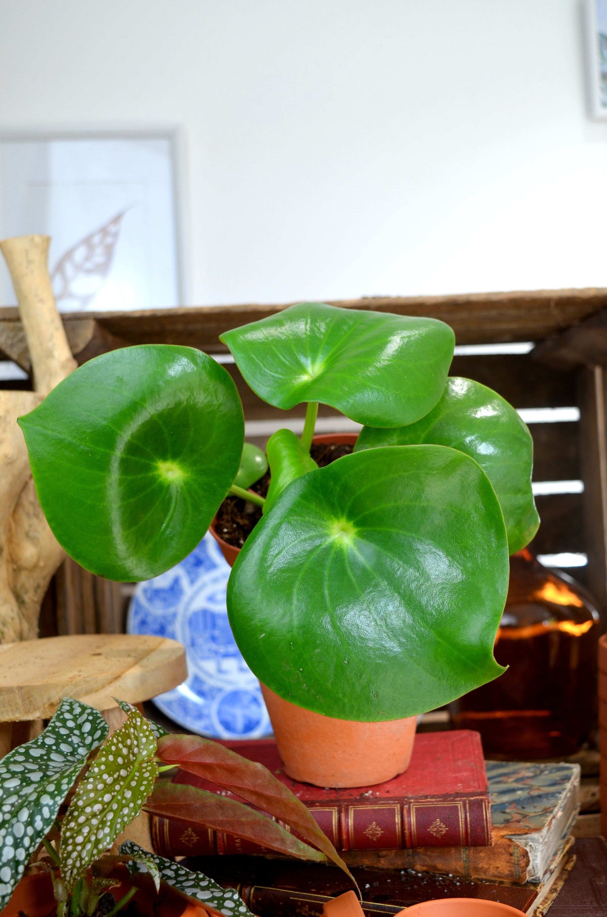 Peperomia Raindrop S monjungle