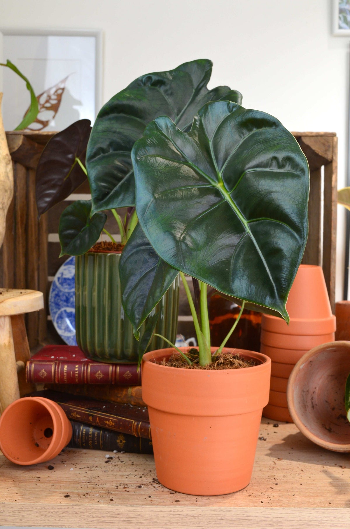 Alocasia Golden Bone S monjungle