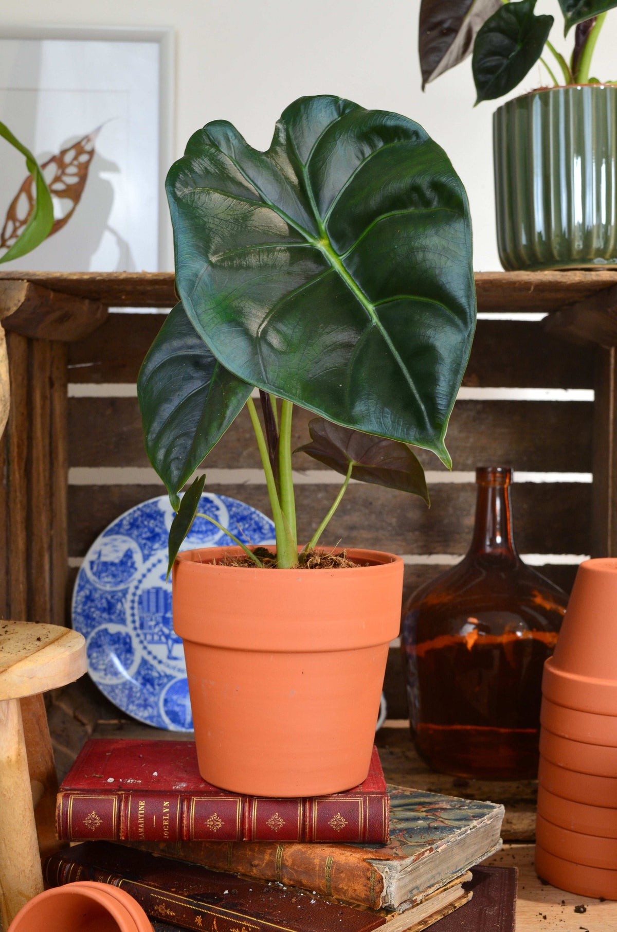 Alocasia Golden Bone S monjungle