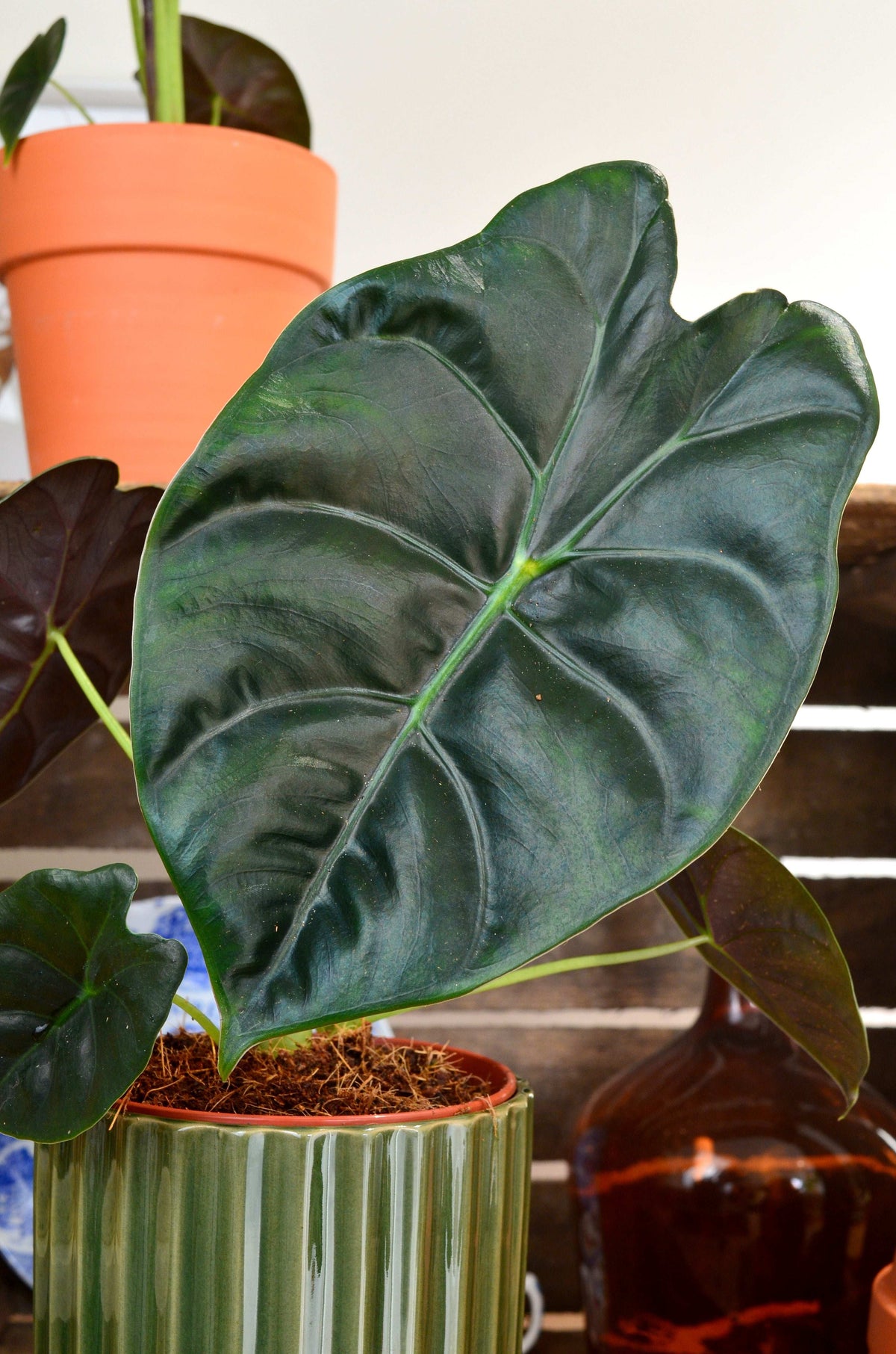 Alocasia Golden Bone S monjungle