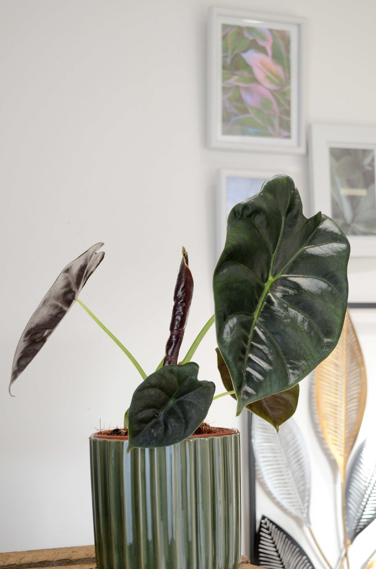 Alocasia Golden Bone S monjungle