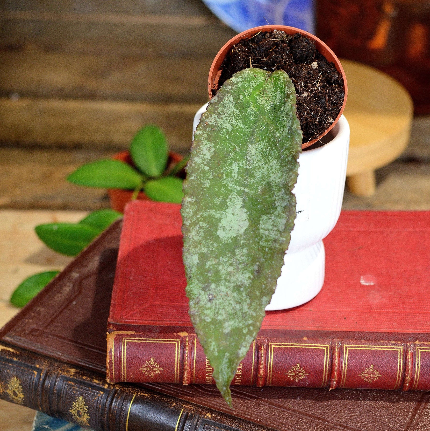 Hoya CAUDATA Sumatra monjungle