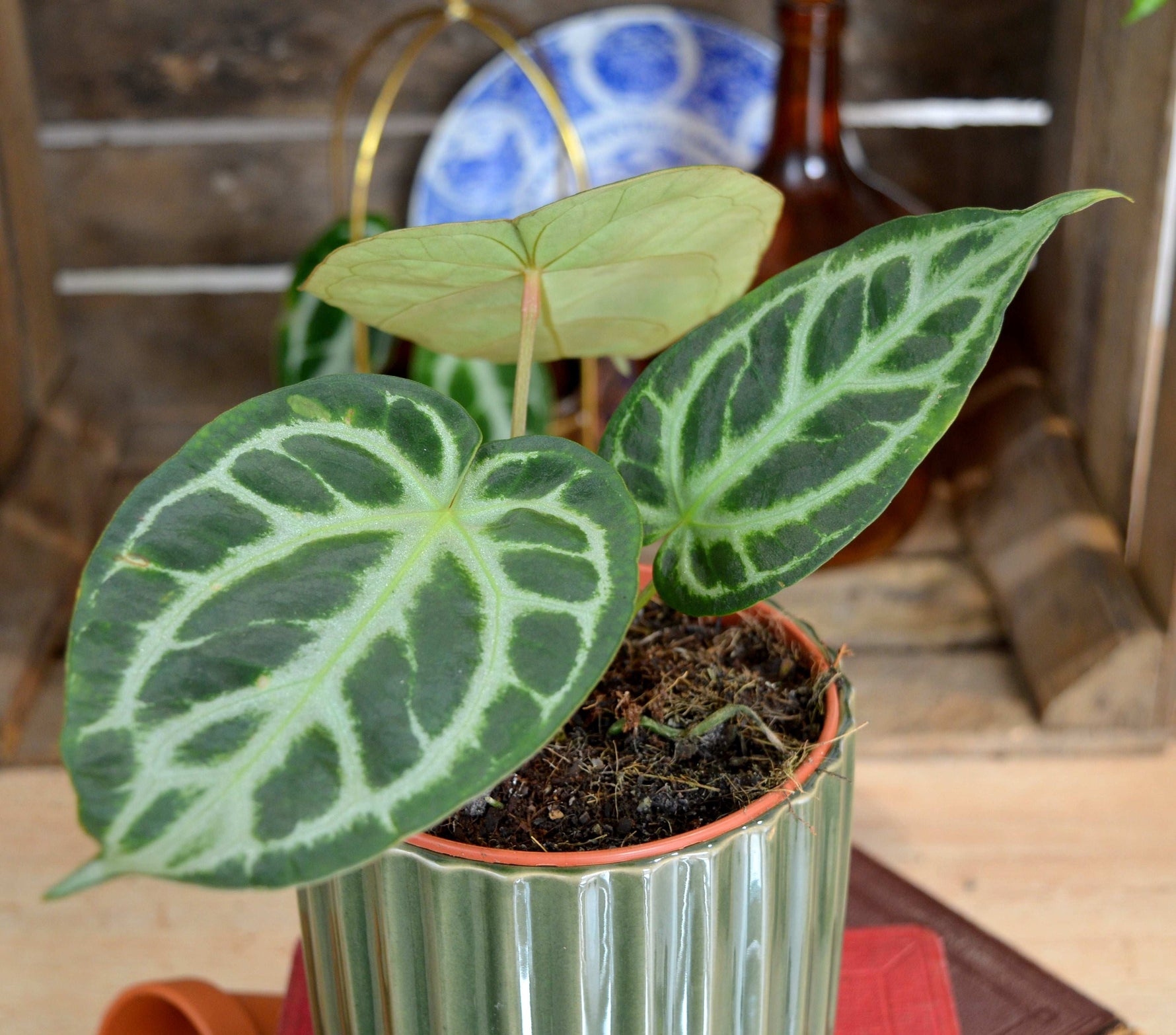 anthurium crystallinum silver blush Anthurium Silver Blush iridescent – Monjungle