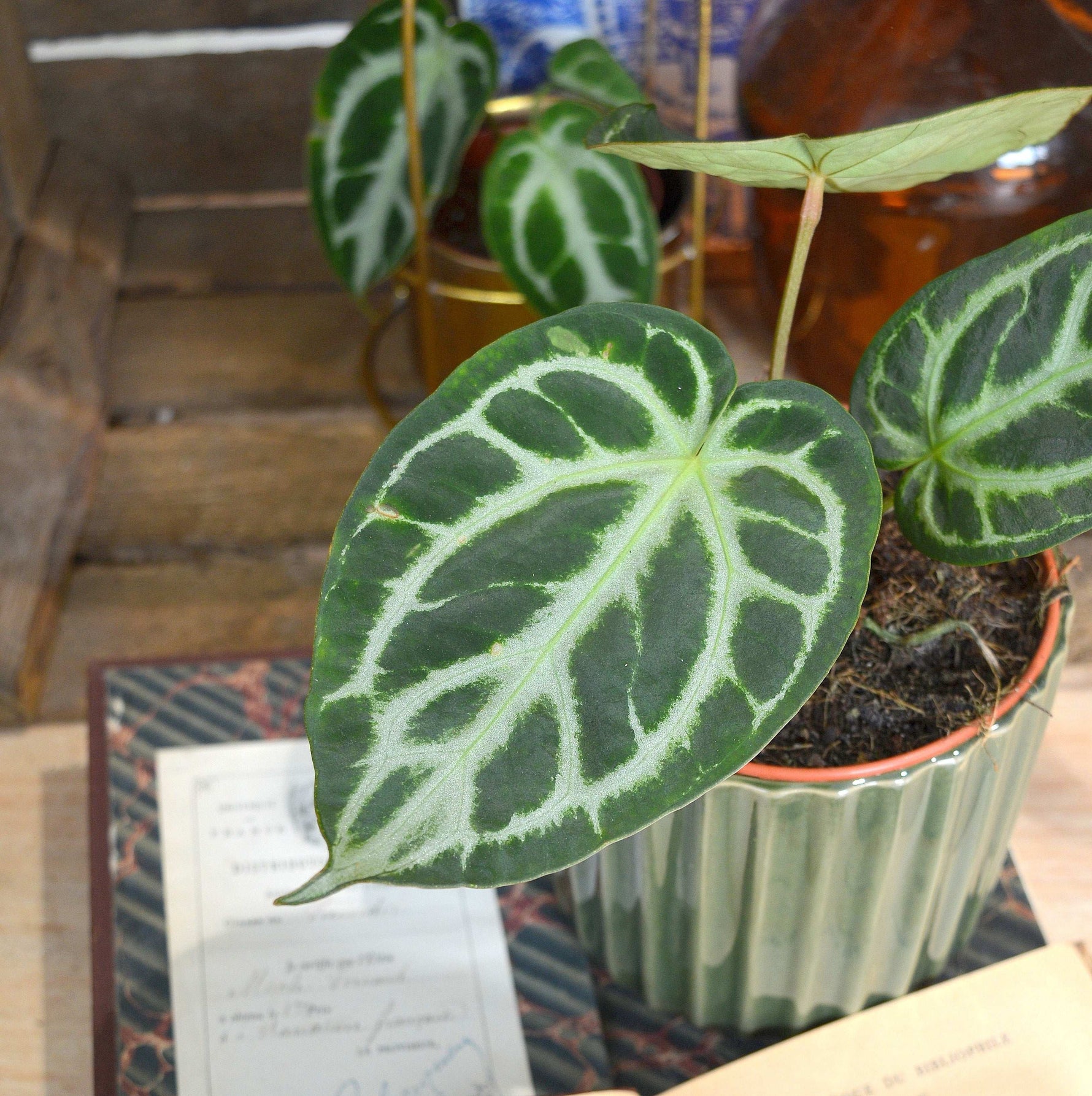 iridescent anthurium Anthurium Silver Blush iridescent – Monjungle