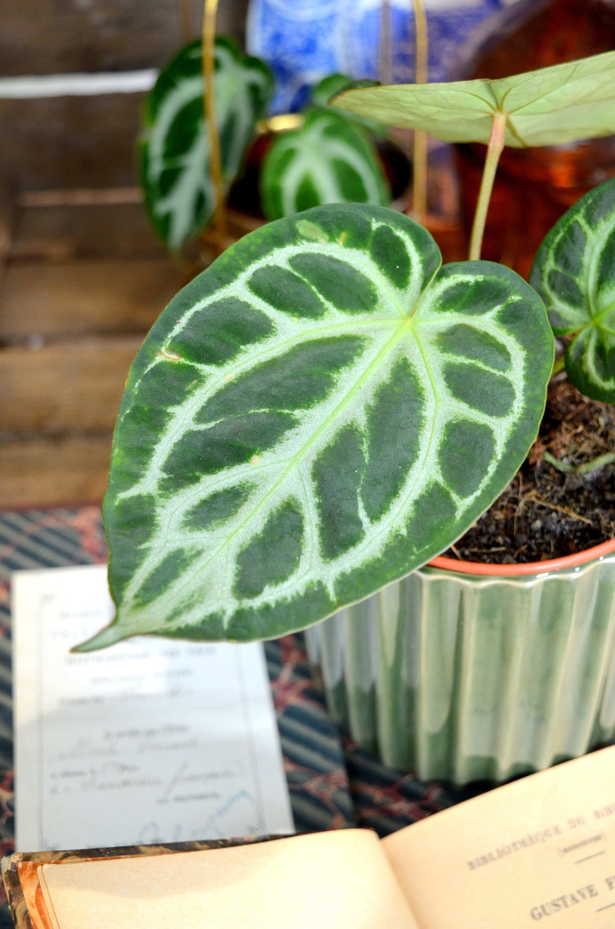 Anthurium Silver Blush monjungle