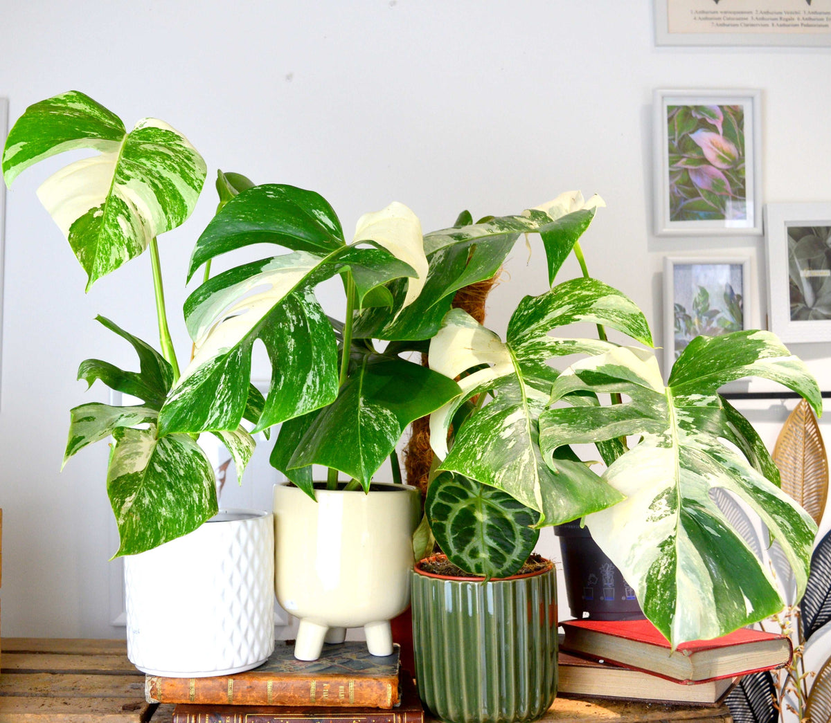 Monstera Deliciosa Variegata monjungle