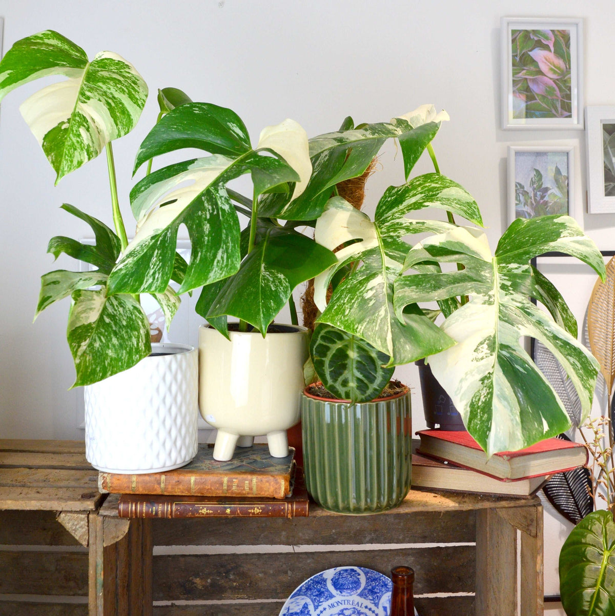 Monstera Deliciosa Variegata monjungle