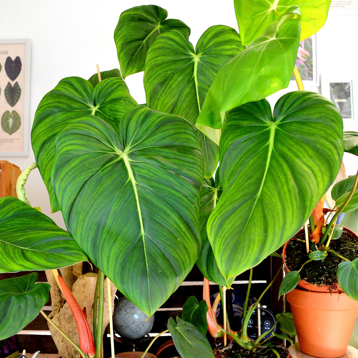 Philodendron Pastazanum monjungle