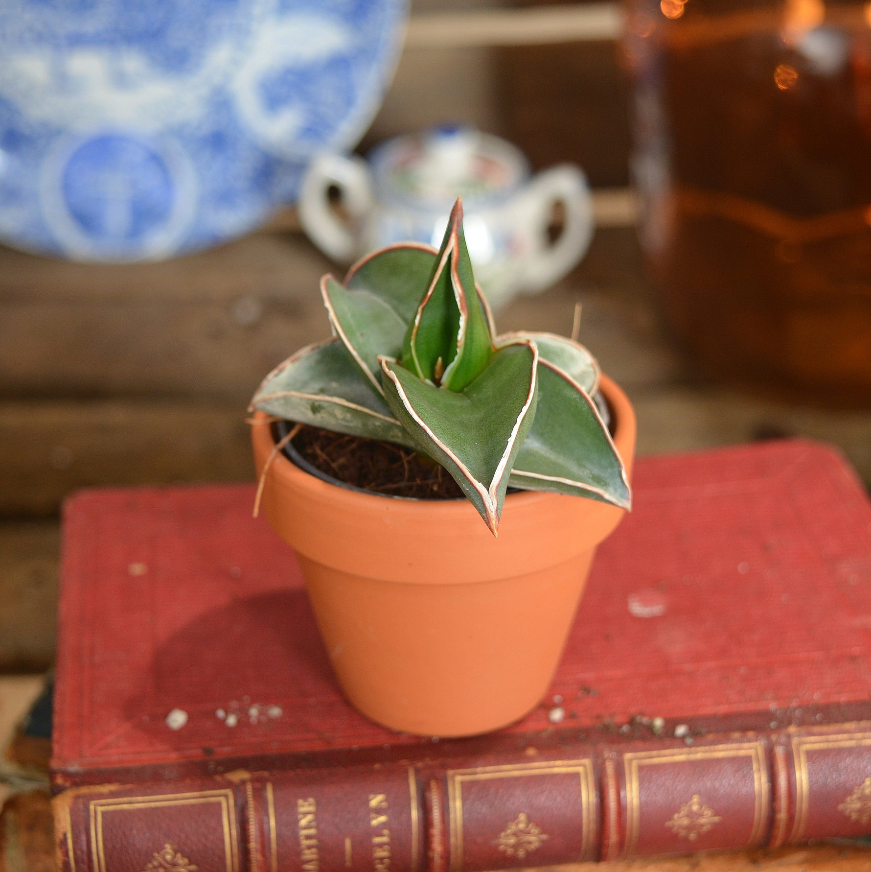 sansevieria samurai dwarf Sansevieria Samurai Dwarf