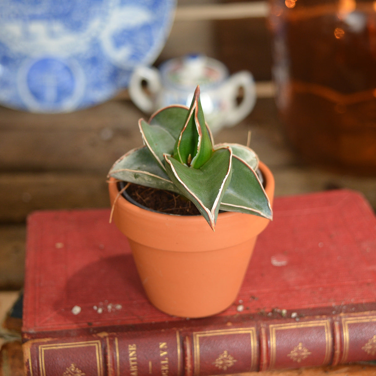 Rare Sansevieria 'Samurai Dwarf'- Plante d'intérieur de SANSEVIERIA- Plante rare d'intérieur monjungle