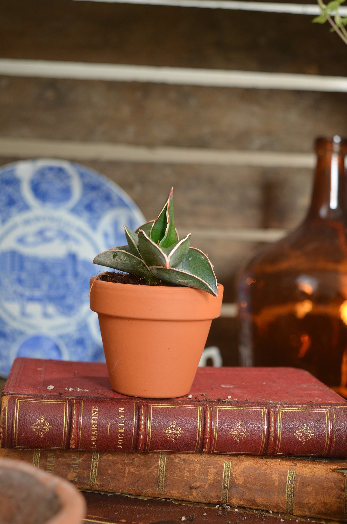 Rare Sansevieria 'Samurai Dwarf'- Plante d'intérieur de SANSEVIERIA- Plante rare d'intérieur monjungle