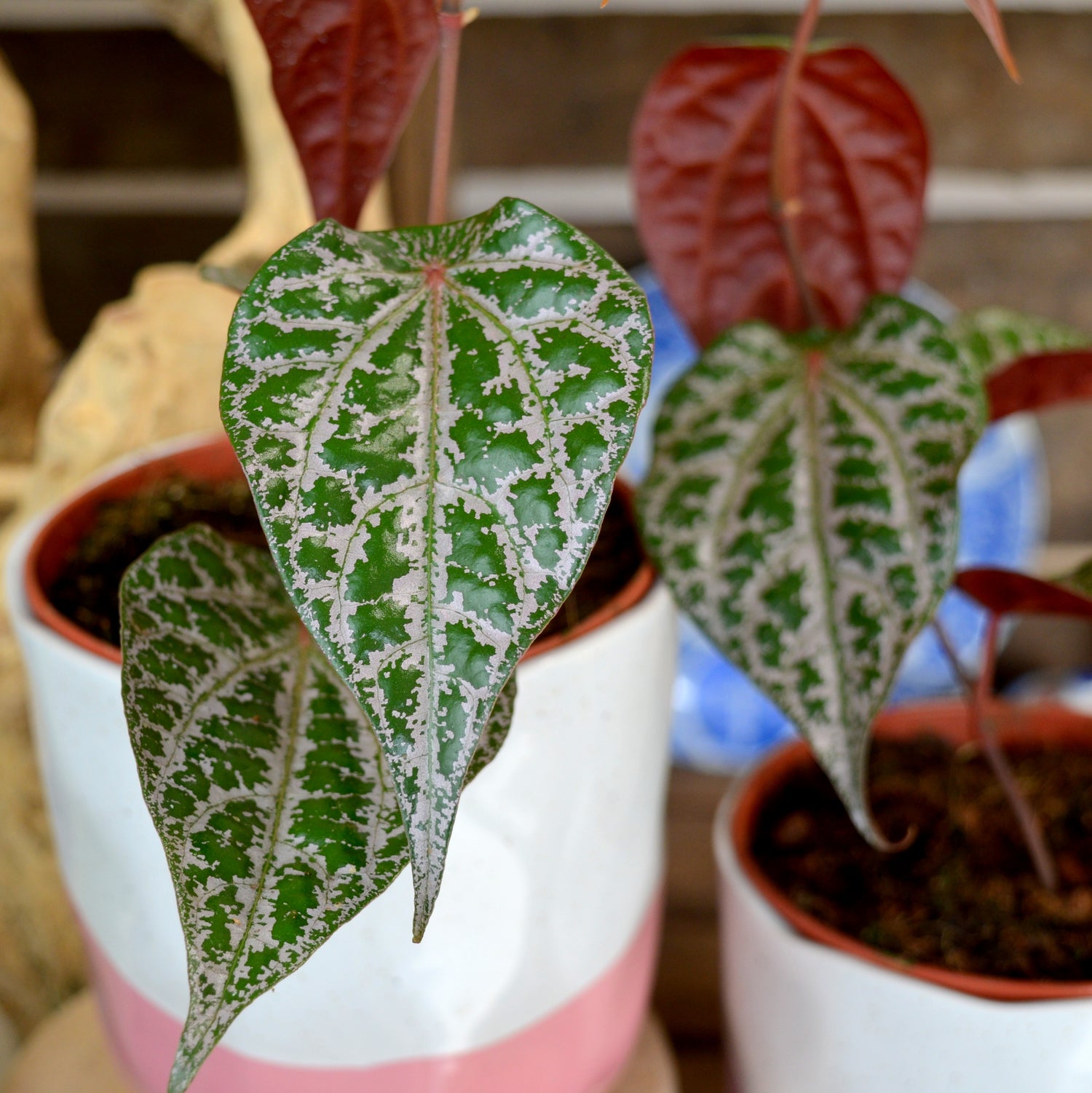 PIPER Crocatum (4/5 leaves)