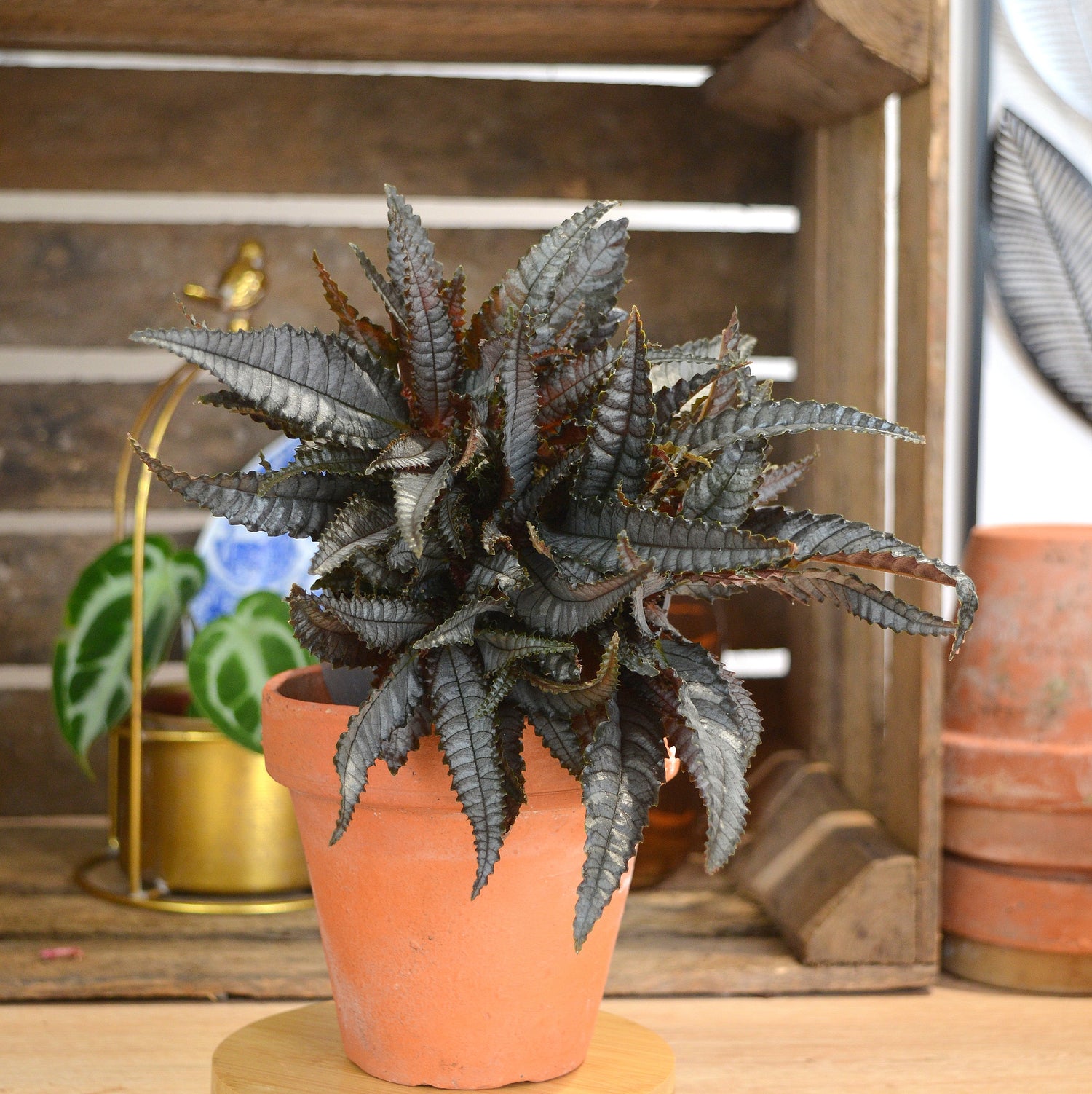 Pilea hitchcockii, Halloween Plant