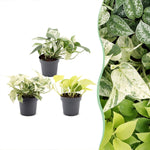 Epipremnum Tricolour, Epipremnum Champs Élysées, Epipremnum Snow Leopard, Epipremnum Marble Variegata, trio plantes tropicales, Epipremnum panaché, collection plantes rares