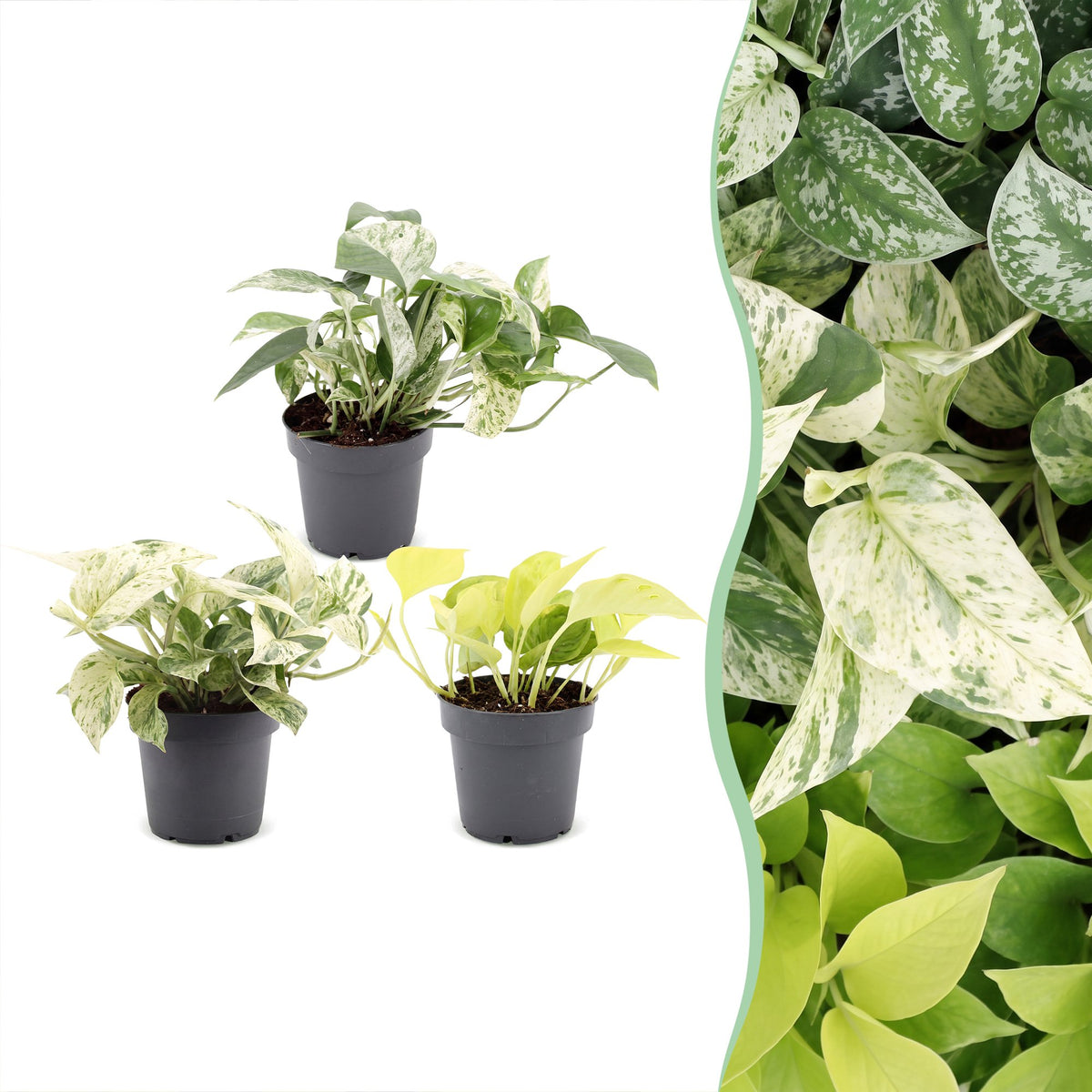 Epipremnum Tricolour, Epipremnum Champs Élysées, Epipremnum Snow Leopard, Epipremnum Marble Variegata, trio plantes tropicales, Epipremnum panaché, collection plantes rares