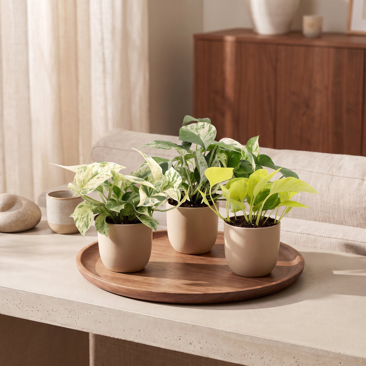 Découvrez notre trio Epipremnum Tricolour : Champs Élysées, Snow Leopard et Marble Variegata. 3 plantes panachées faciles à entretenir chez MonJungle.