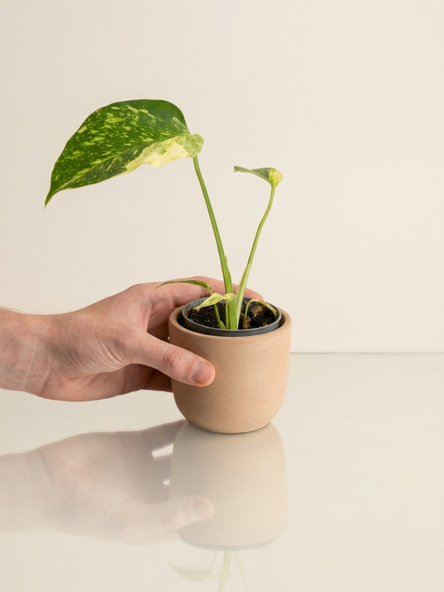 Monstera Deliciosa Electro Light