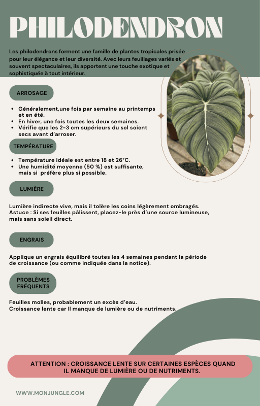 Philodendron verrucosum Incens monjungle