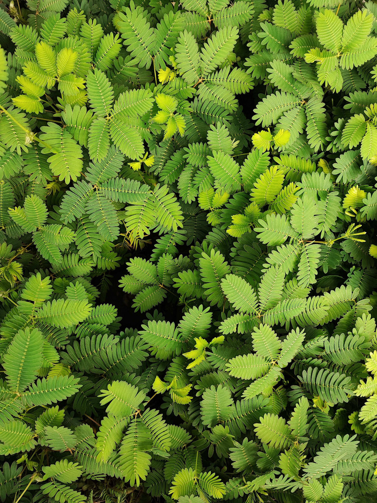 Mimosa pudique monjungle