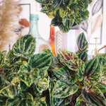 Peperomia Buenos Aires boutures monjungle