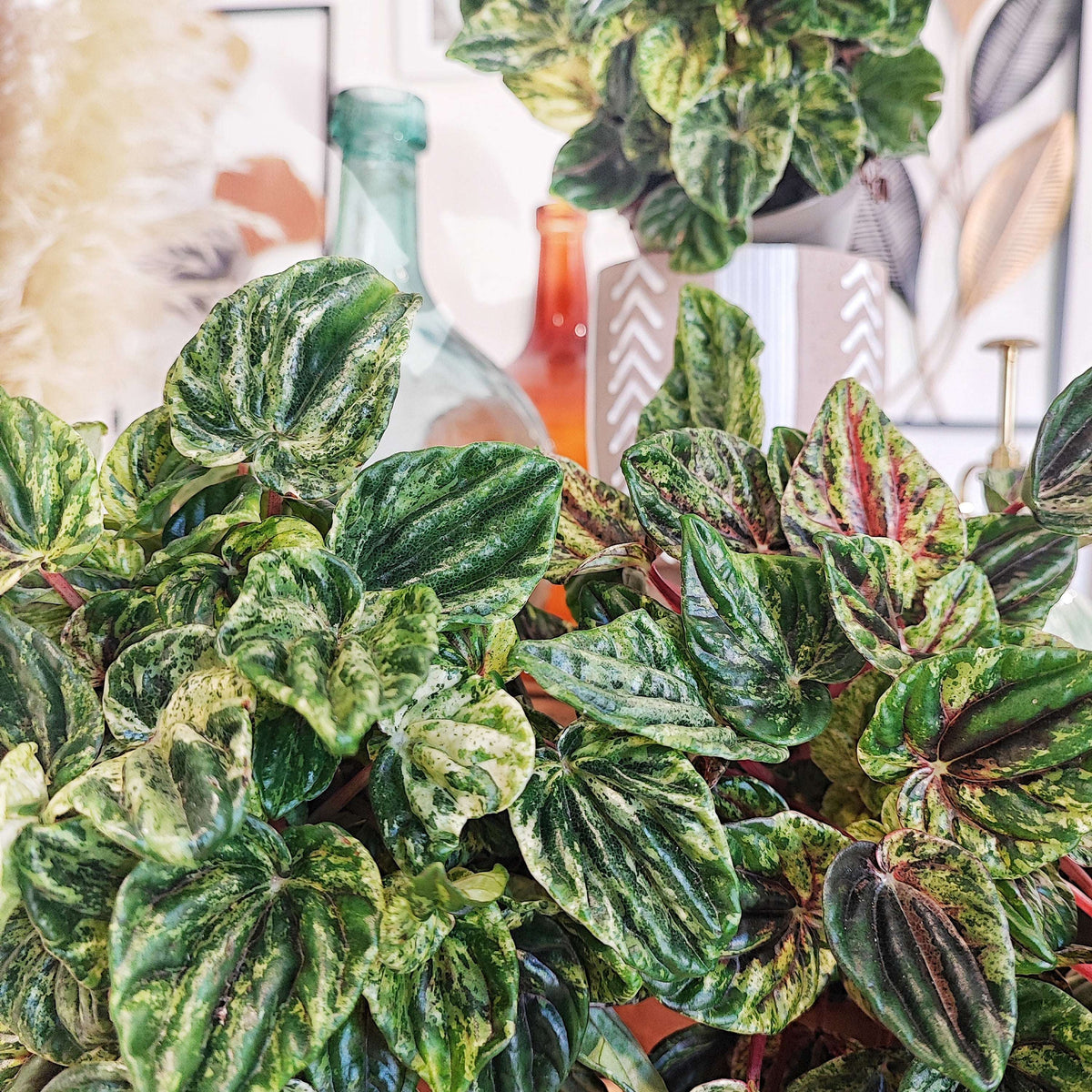 Peperomia Buenos Aires boutures monjungle