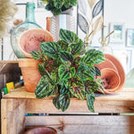 Peperomia Buenos Aires boutures monjungle