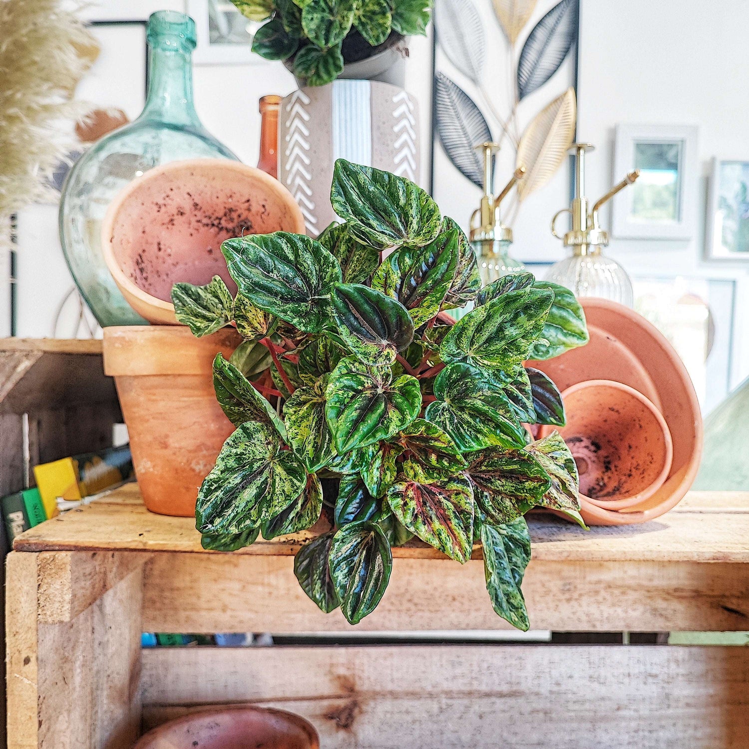 Peperomia Buenos Aires boutures monjungle