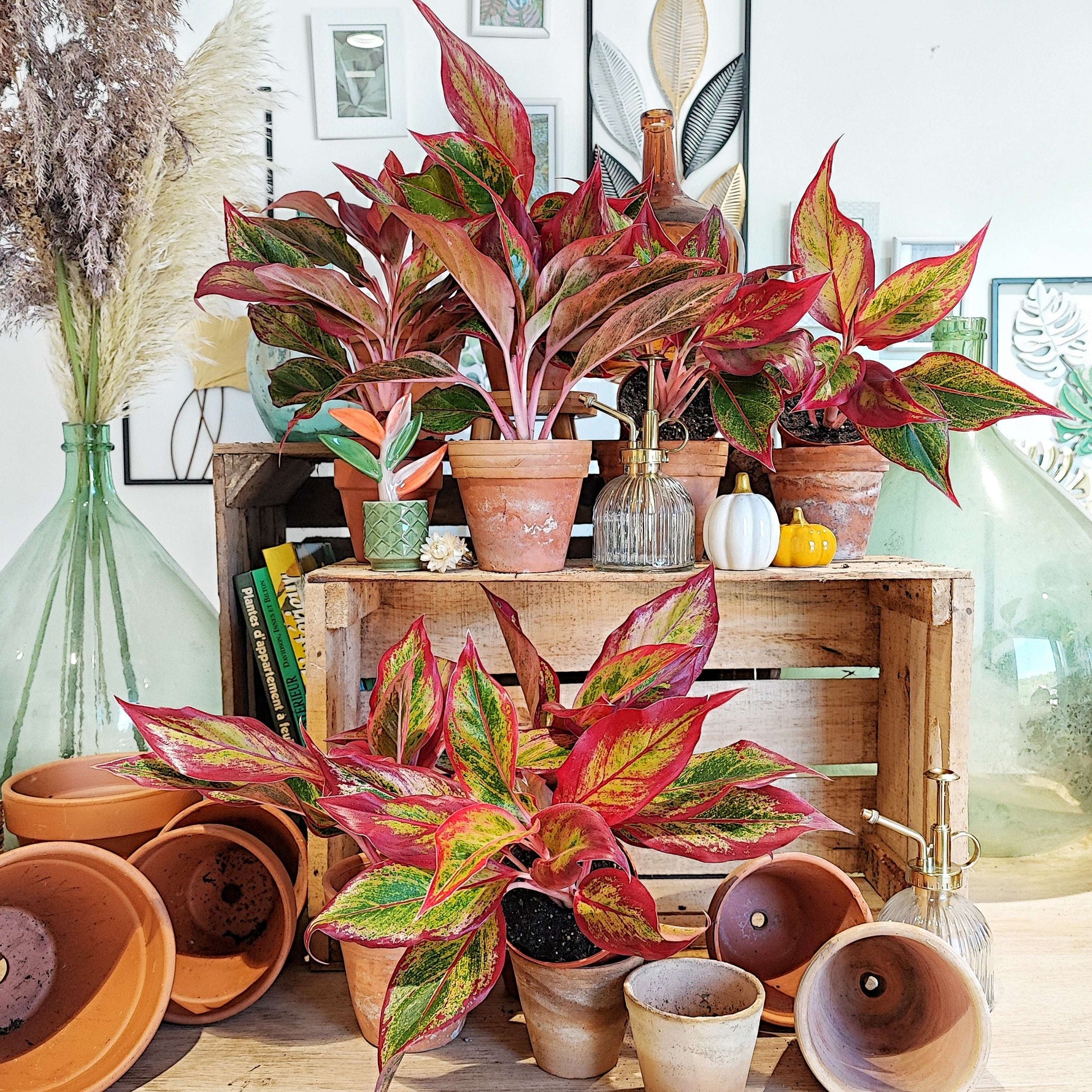 Aglaonema Crete flame monjungle