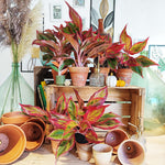 Aglaonema Crete flame monjungle
