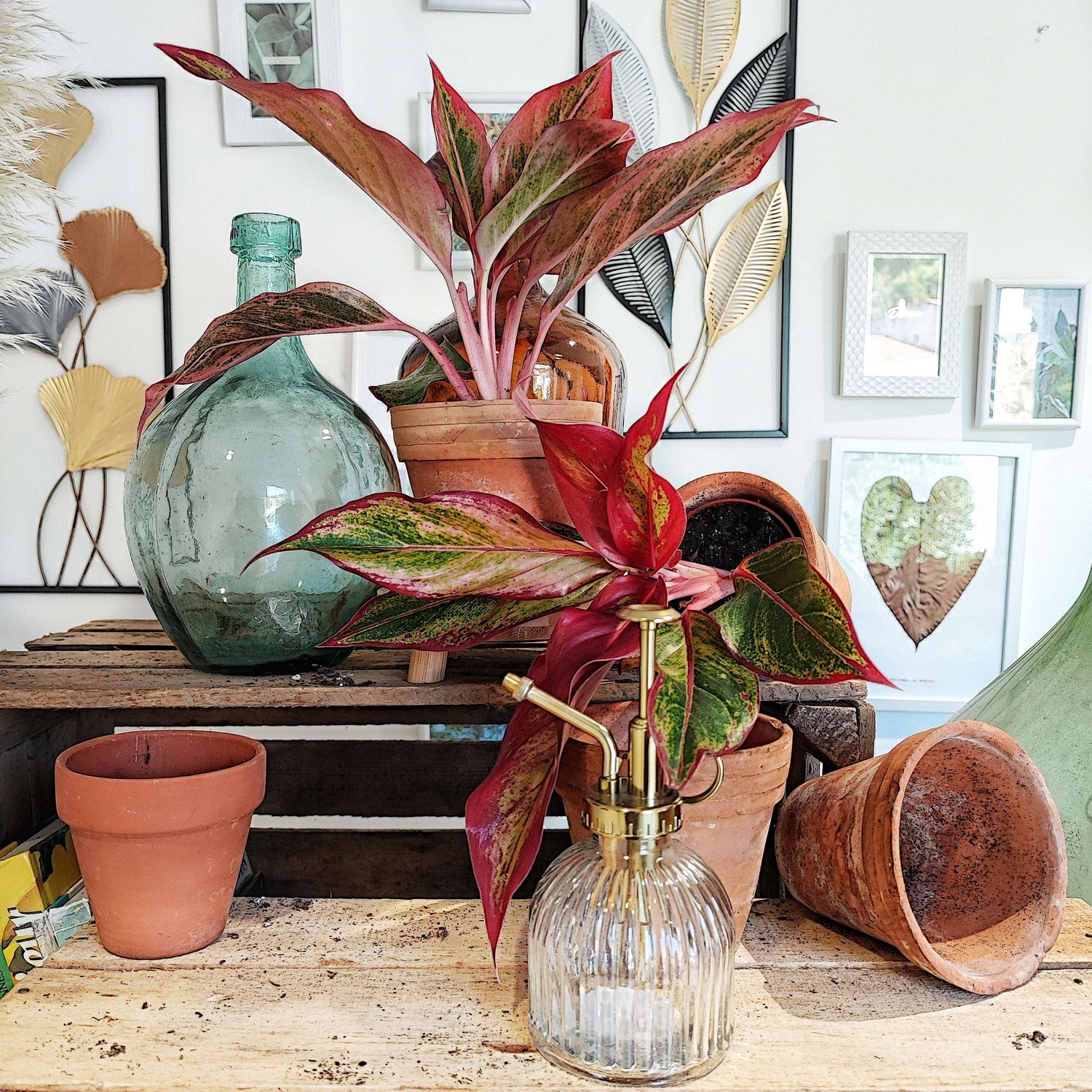 Aglaonema Crete flame monjungle