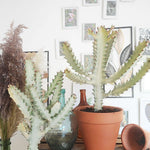 Euphorbia Lactea GHOST plante entière monjungle